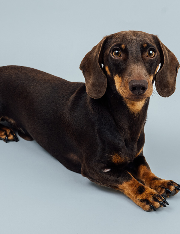 Hond Tax