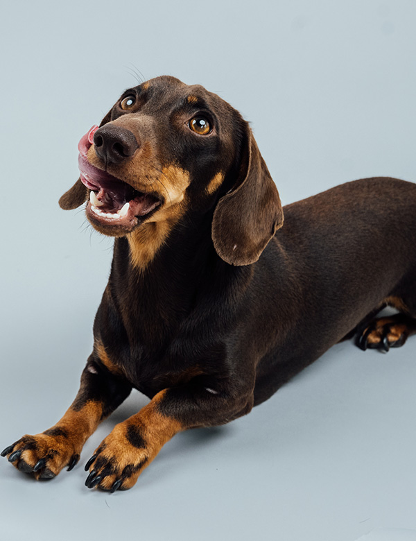 Hond Tax
