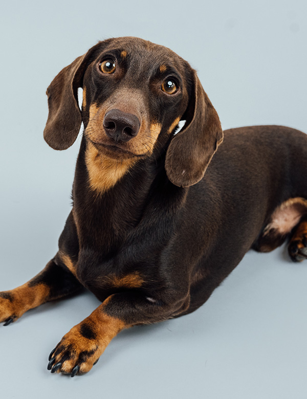 Hond Tax
