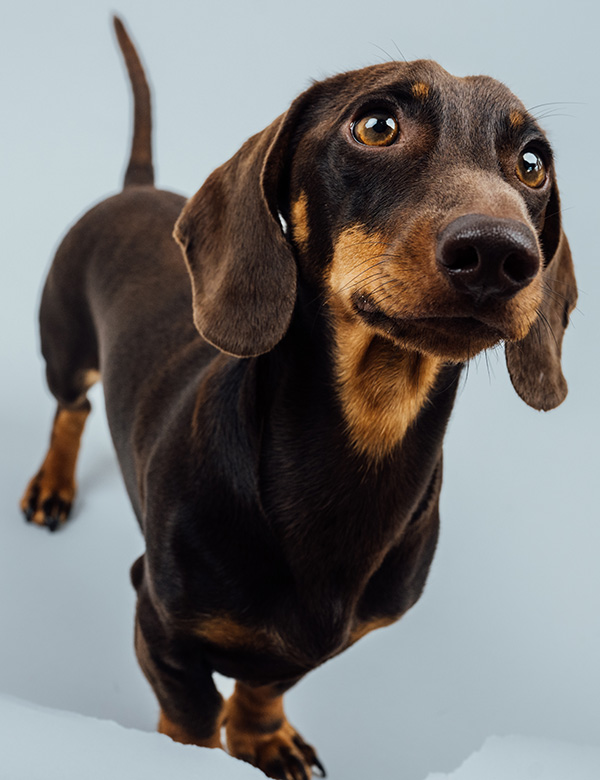 Hond Tax